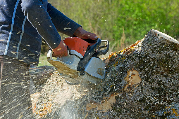 Best Hazardous Tree Removal  in Coal Fork, WV